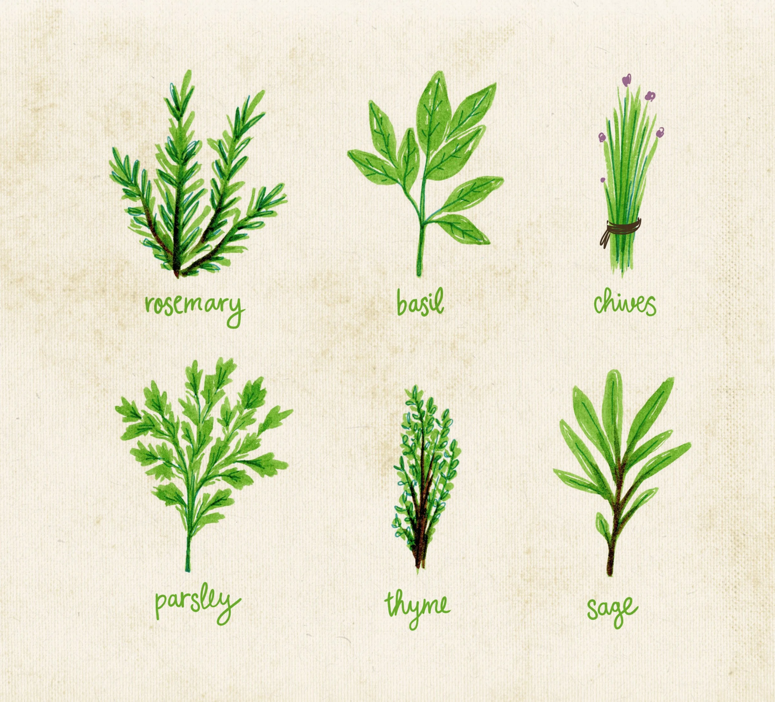 littleherbs.jpg