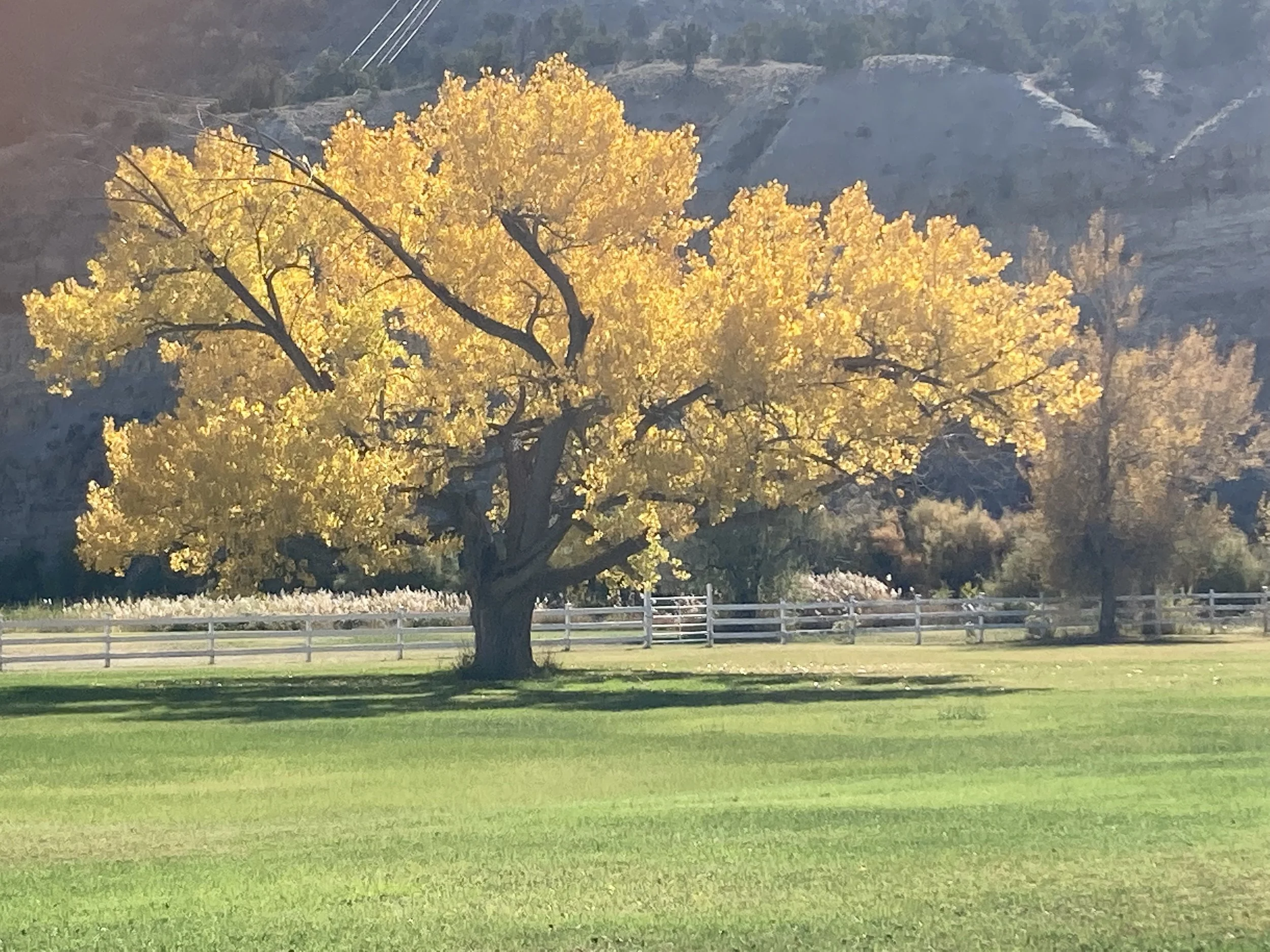 Thanksgiving