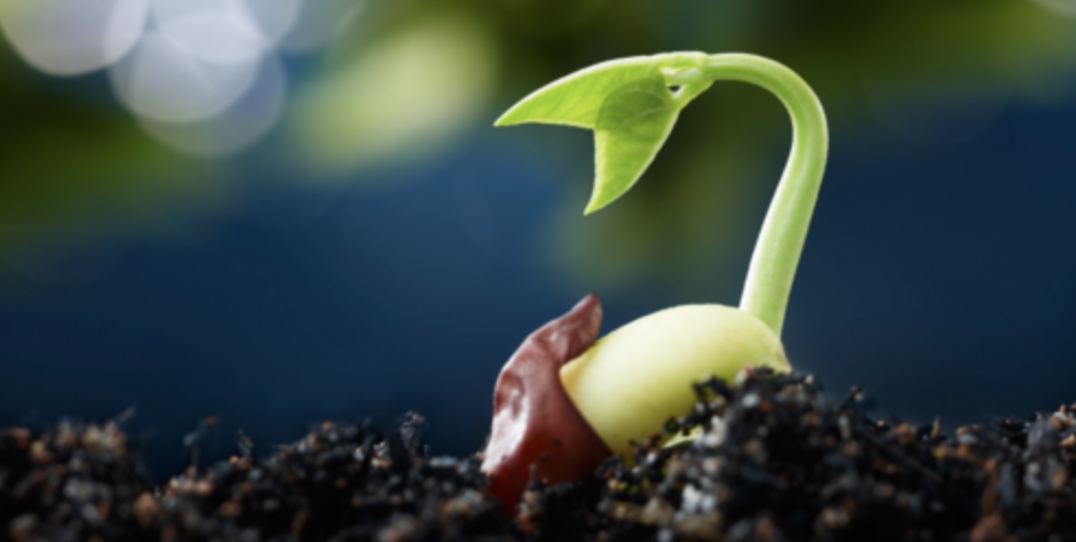germinating seed  source wikilpedia