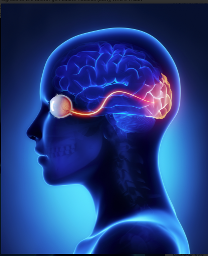 Optic Nerve to Brain .png