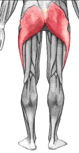 Gluteal muscles - notice to connection down to the knees.  images source: wikipedia
