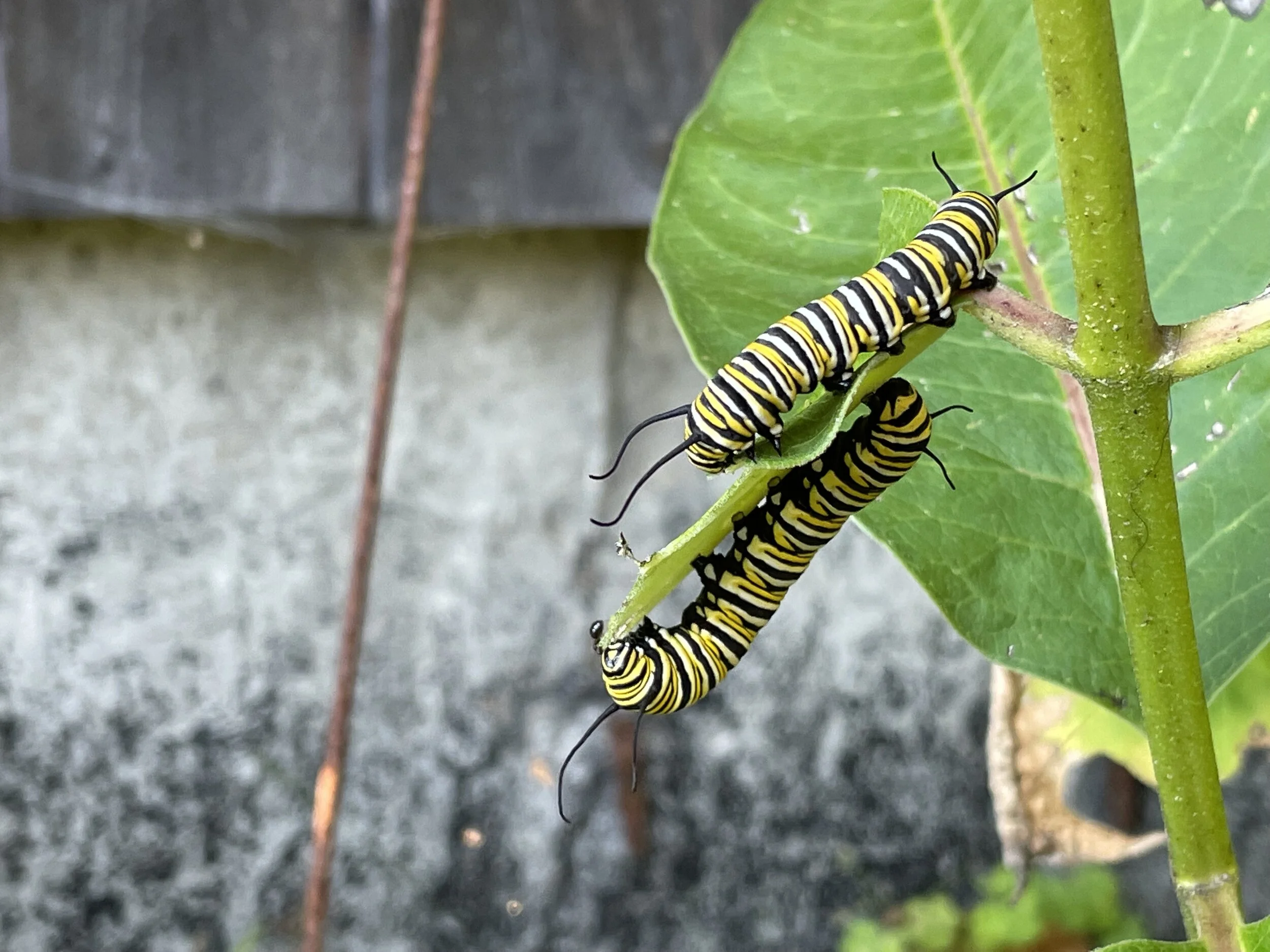 Eight Monarch Caterpillars (Or why this newsletter is so late!)