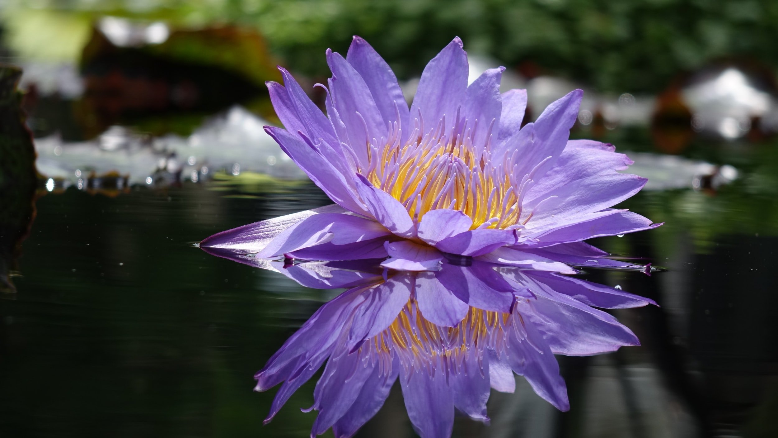 Flourishing with Feldenkrais