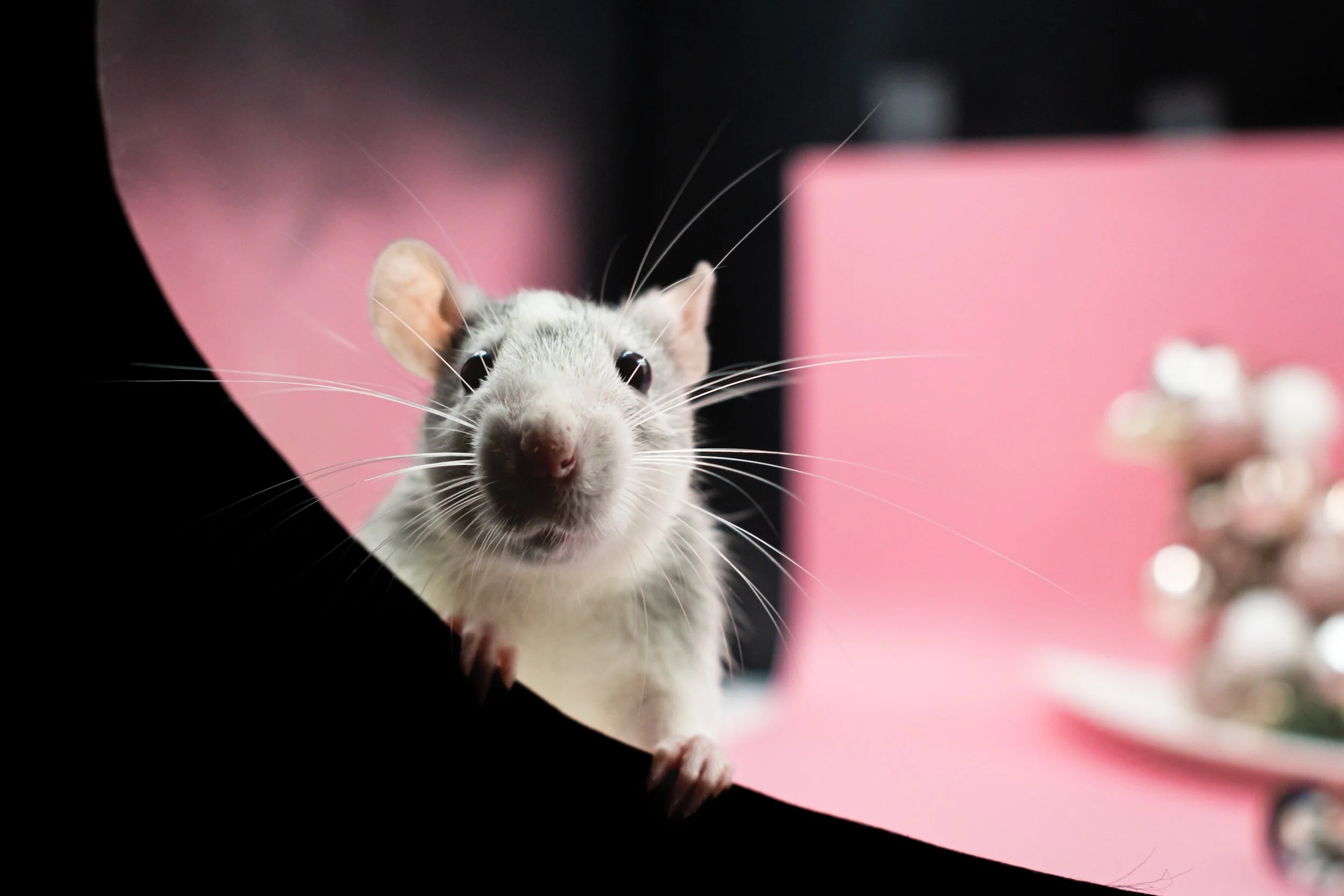 The Play Brain - rats, and maybe humans, are wired for play