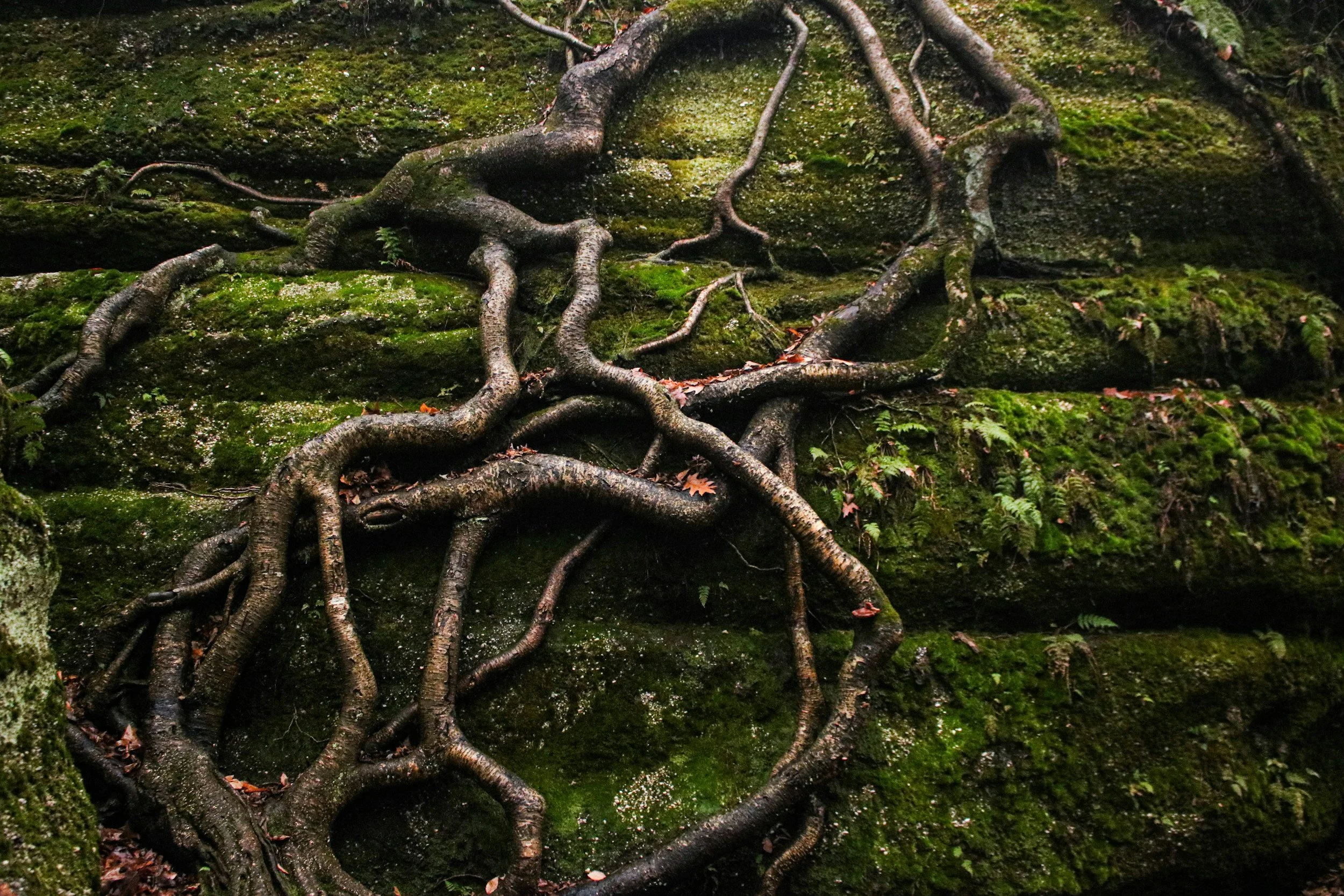 Learning from Trees - 4 - Roots Down, Heels Down with Gravity
