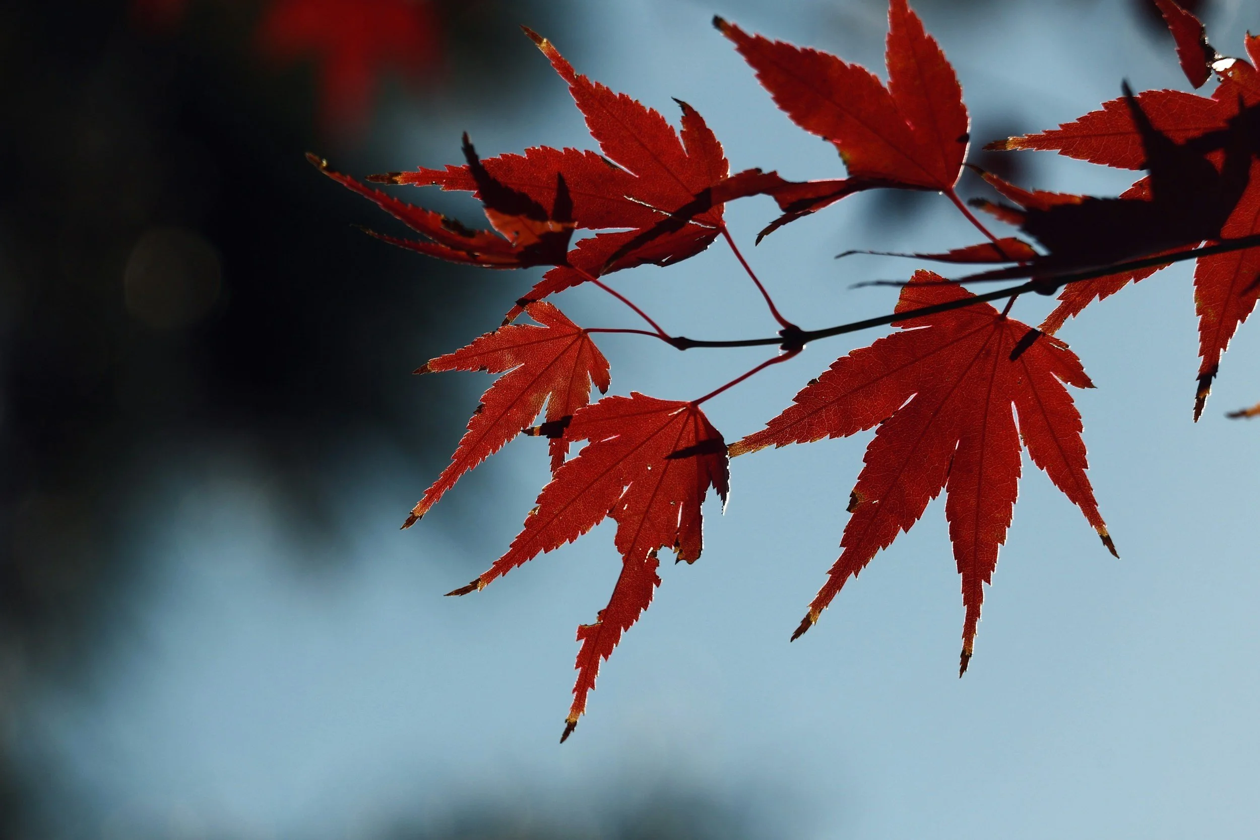maple leaves - opposite arrangement