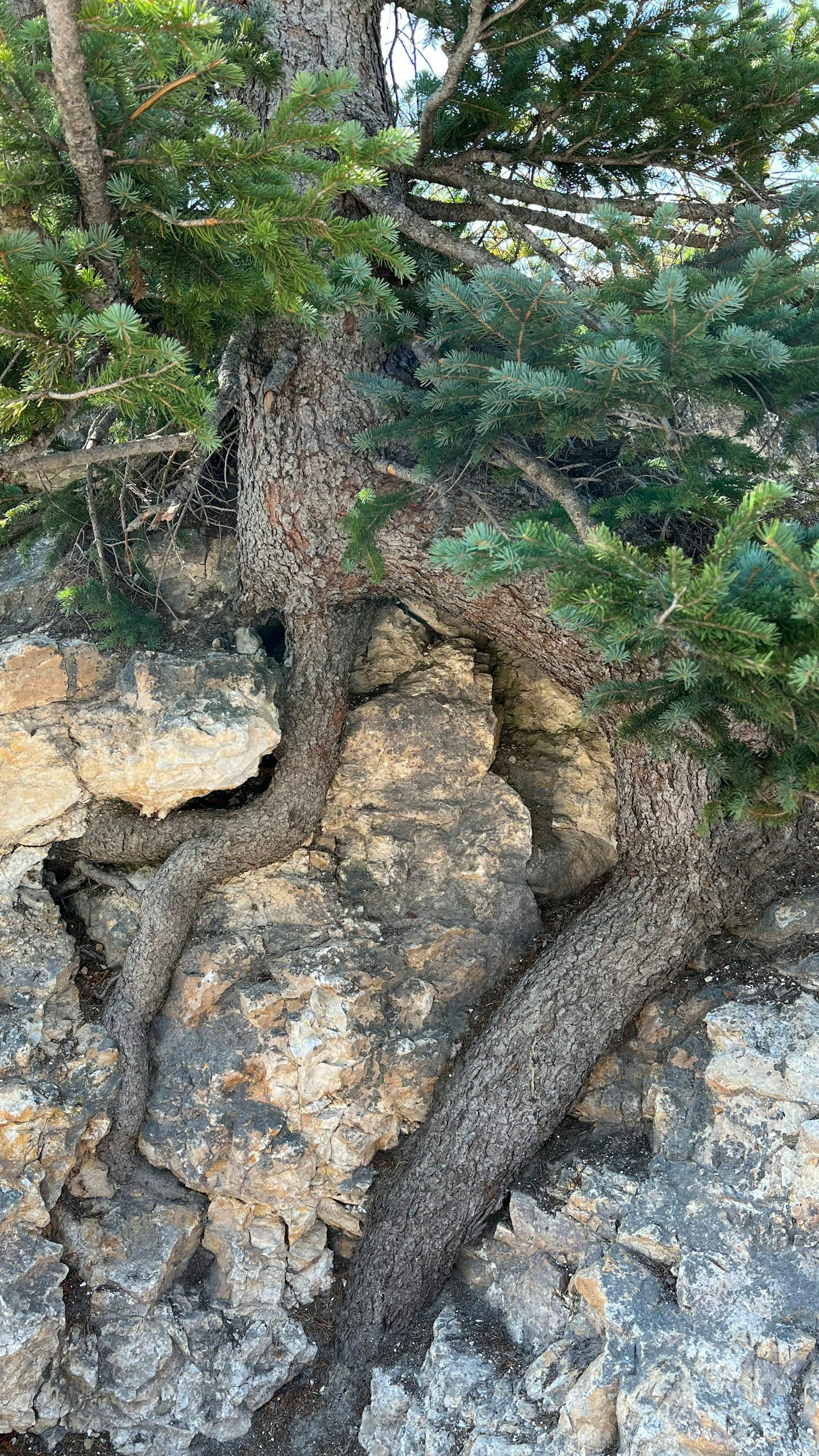 Learning from Trees - 8 - Vertical and Spiral Growth