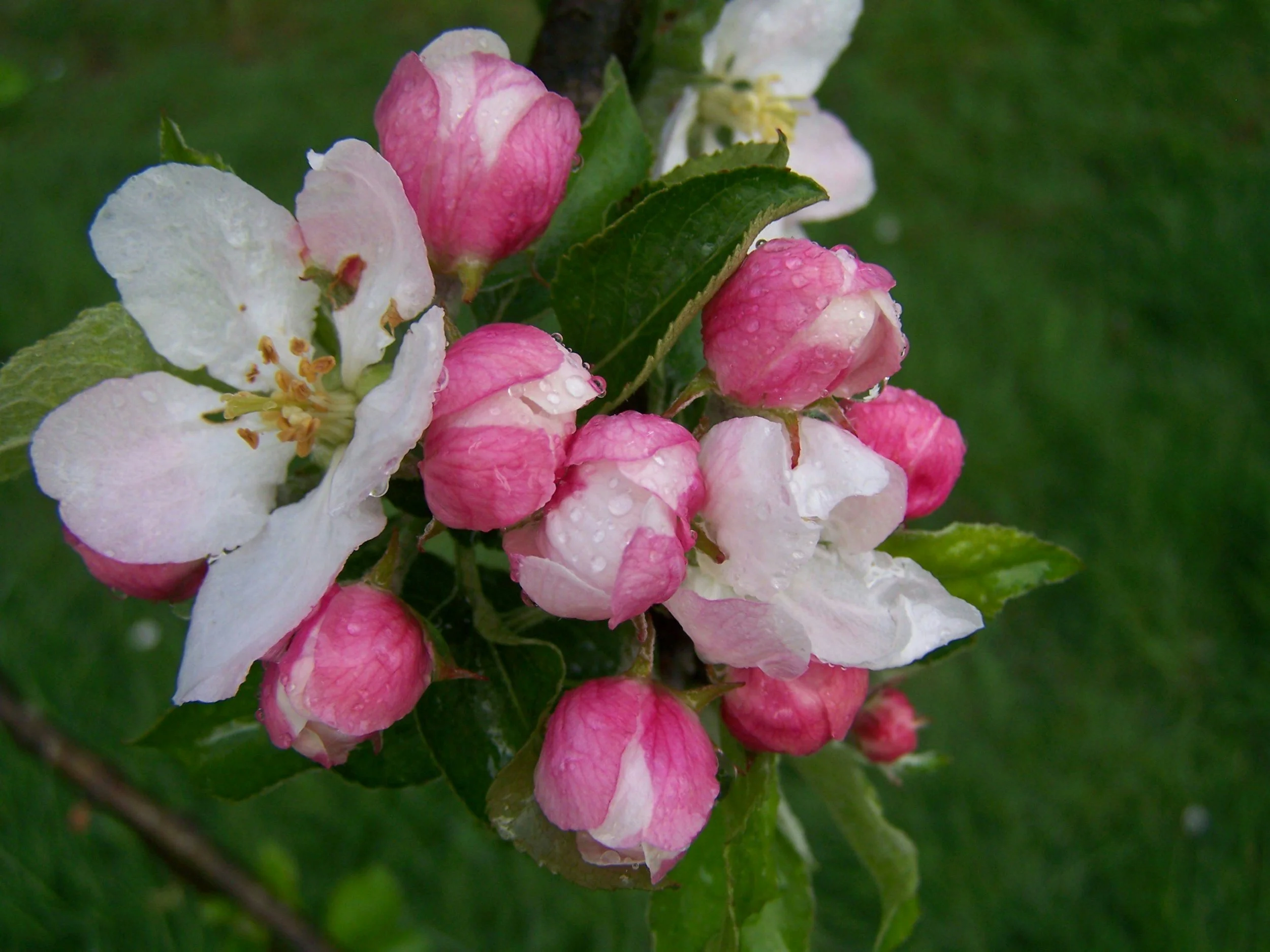 apple blossom