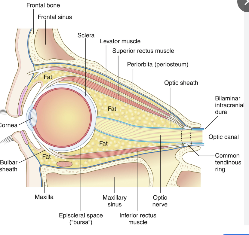 anatomy of the eye orbit with intraconal space source:  clinicalpub.com