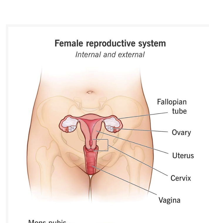 female anatomy - source  my.clevelandclinic.org