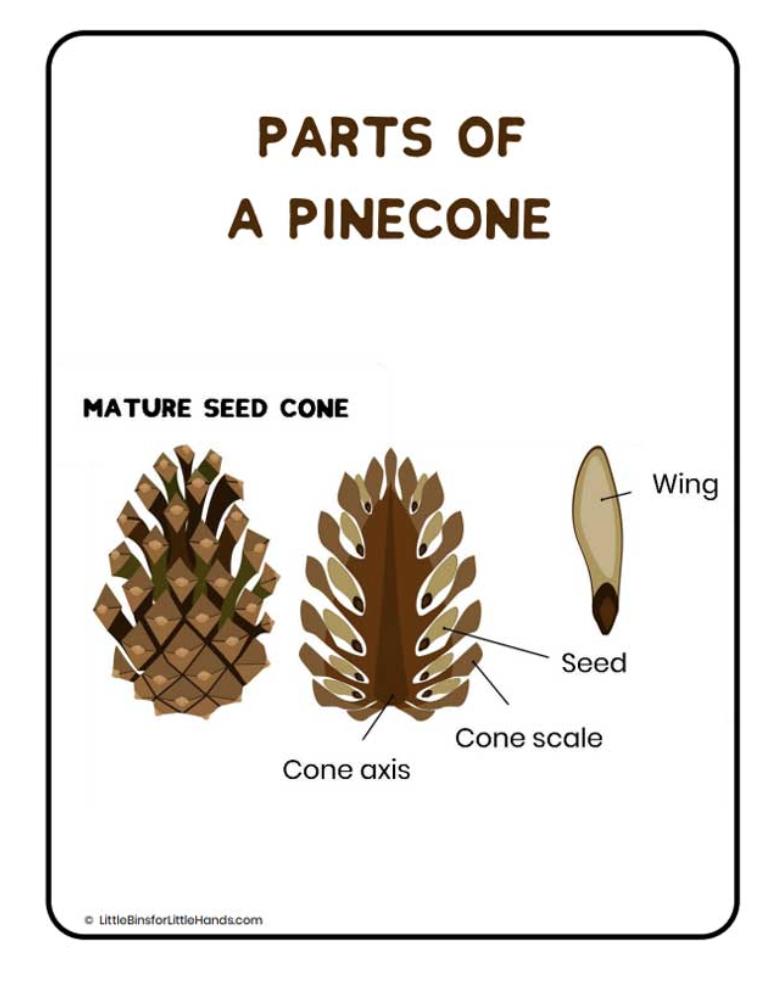 parts of a conifer cone source pacific science center