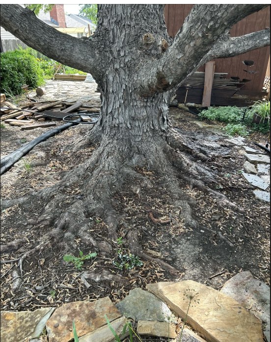 sliver maple has opposite leaves and vertical xylem growth