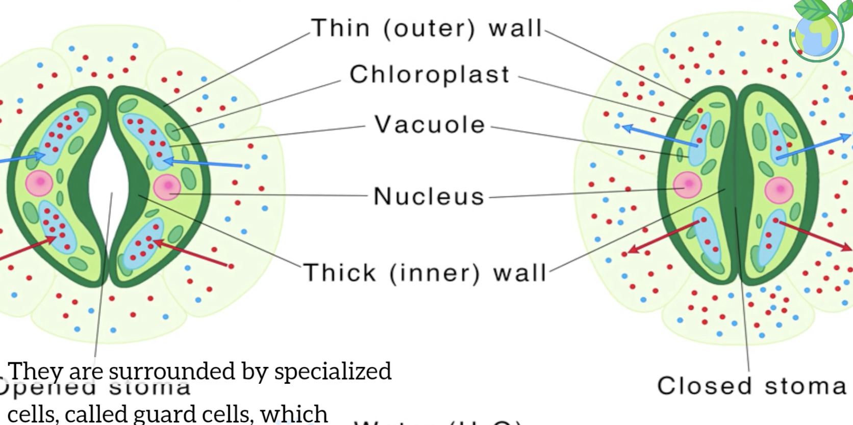 stomata source https://youtu.be/aloRcRtD1Go?si=zWYYx9KyKaBTb0Xk