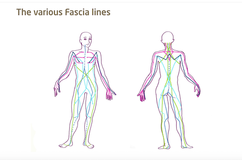 myofascial lines human body source fasciaguide.com