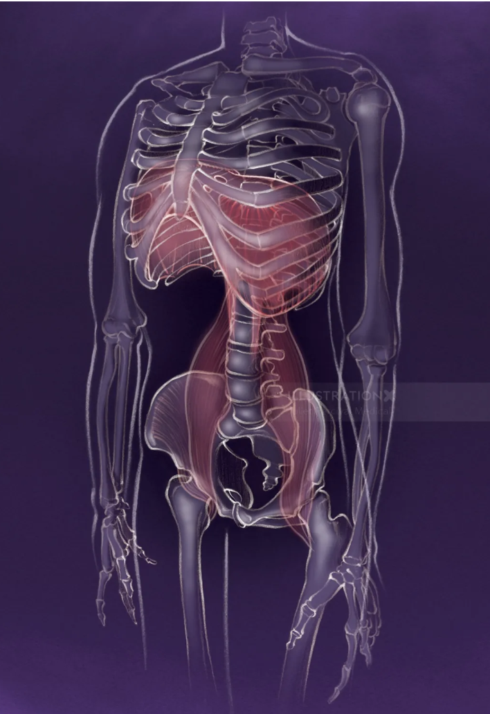 Juliet Percival illustration of psoas and respiratory diaphram