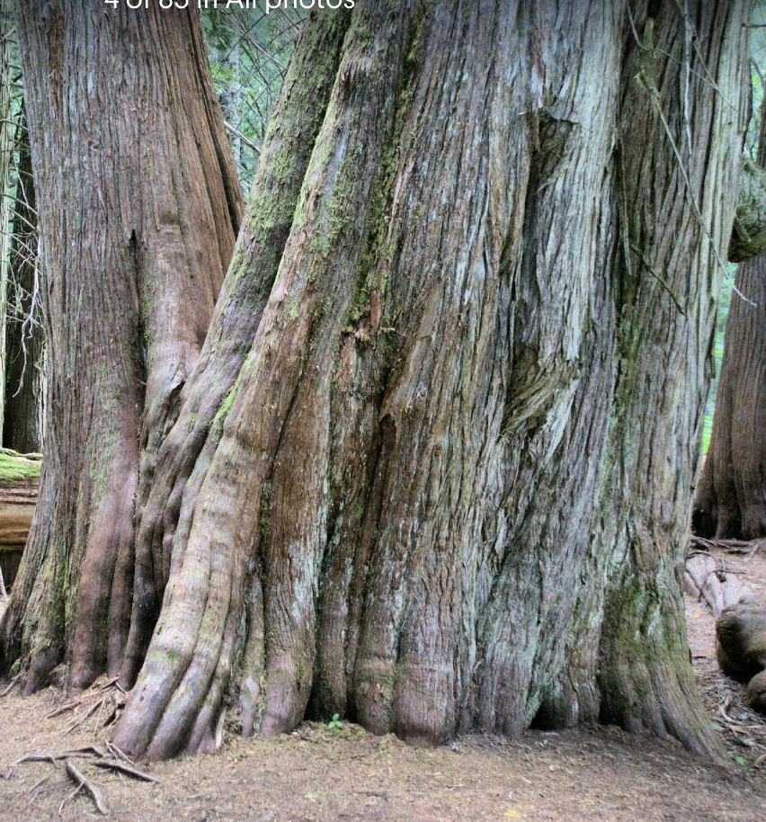 Learning from Trees - 9 - Spiral and Vertical Growth