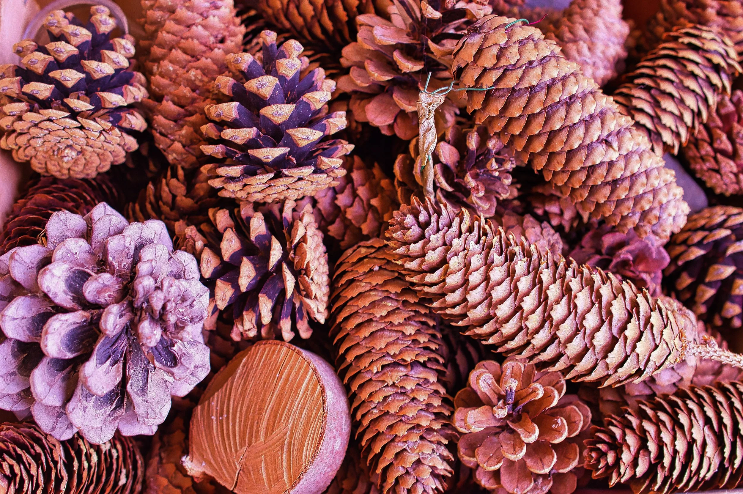 Conifer cone collection