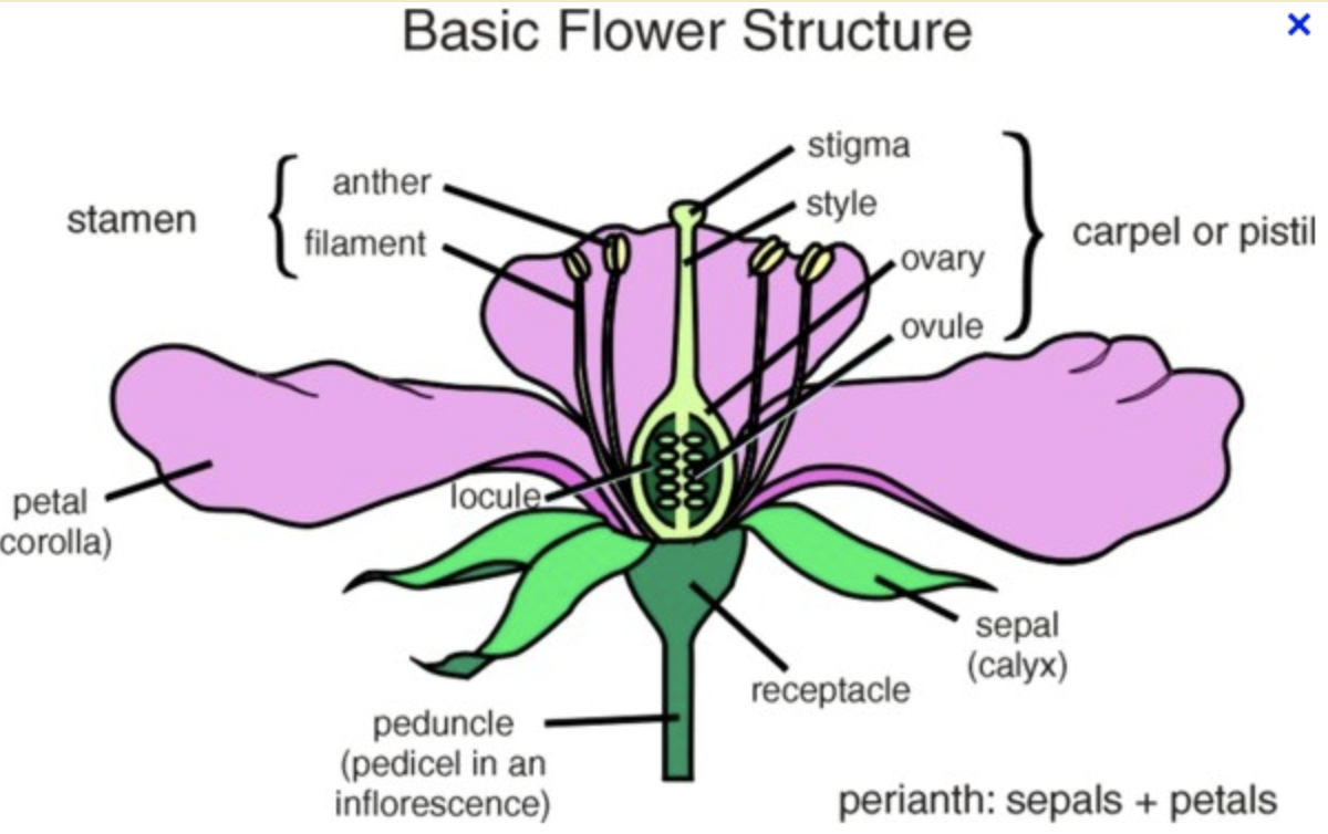 Basic flower structure, source www.msscherman-science.weebly.com