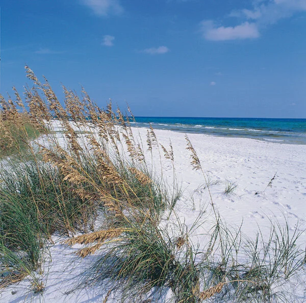 Dr. Beach