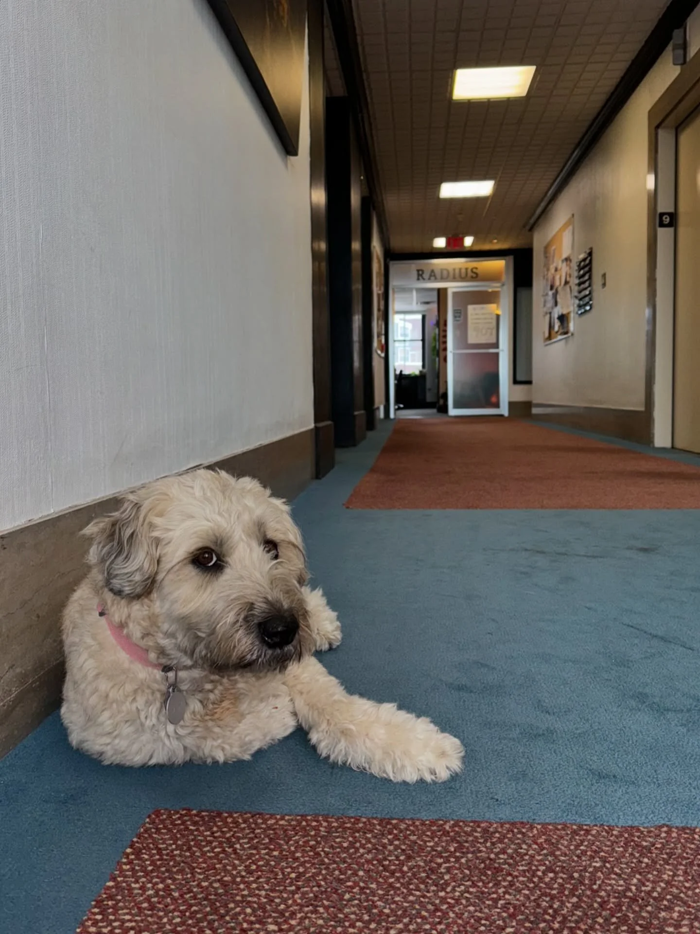 Today&rsquo;s VIP: Very Important Pup 🐾

It&rsquo;s always a good day when Lady comes to visit - she&rsquo;s serving adorable with a hint of side-eye 👀