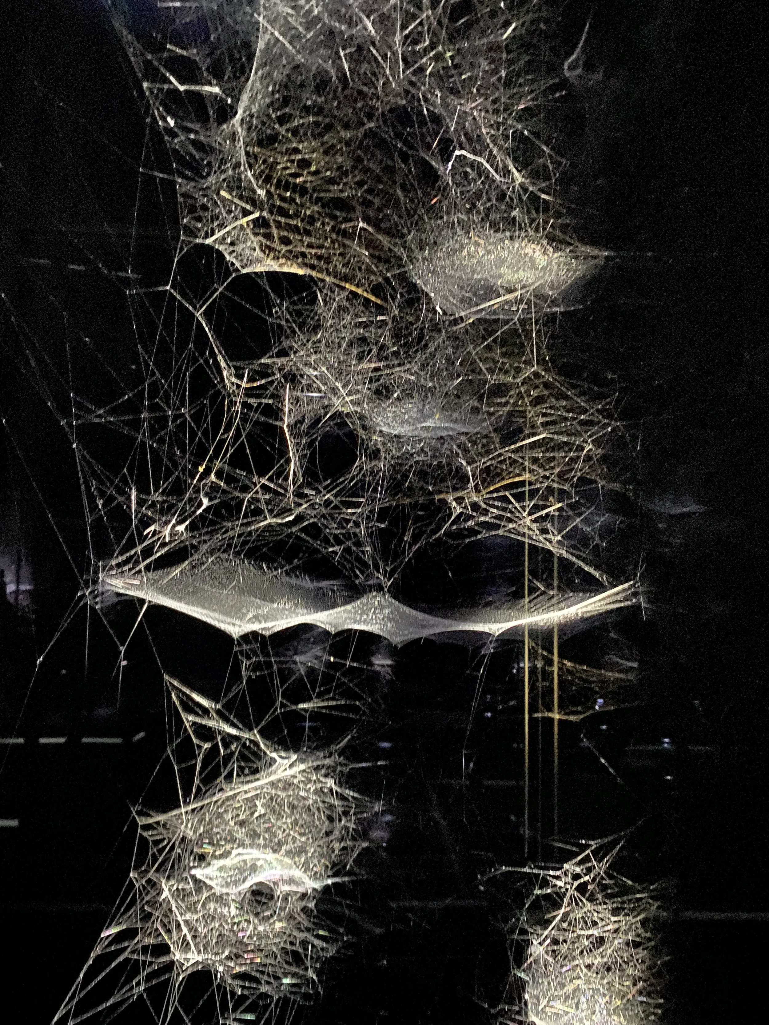 TOMAS SARACENO   //  THE SHED