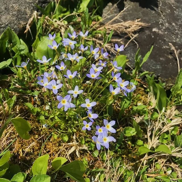 More of a color update than an update on my art but I urge you to find all the fabulous colors in some of these pics I&rsquo;ve taken during quarantine 💕