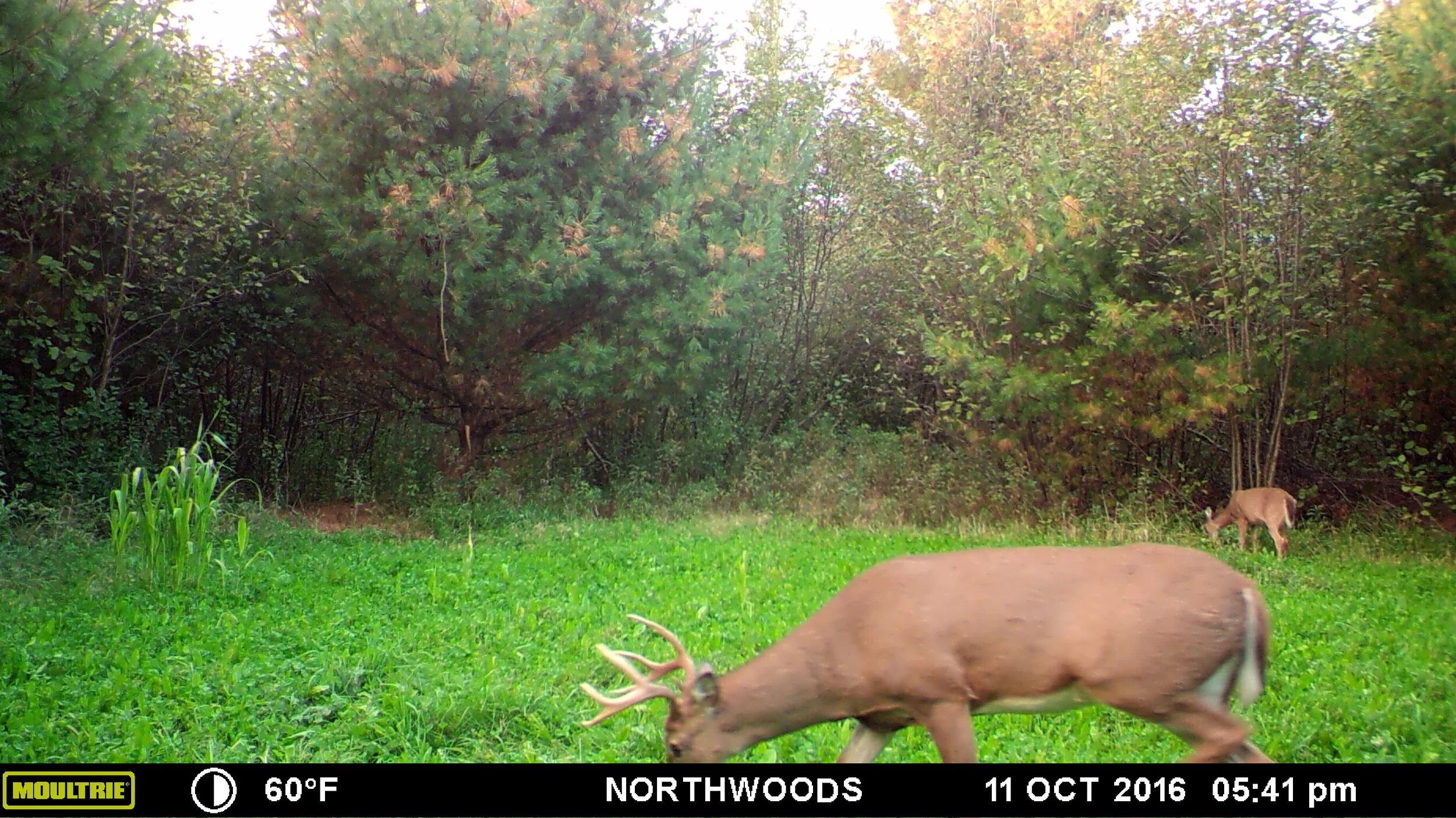 Northwoods Seed — Harper Growing Solutions