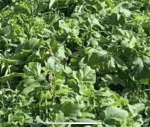short brassica.jpeg