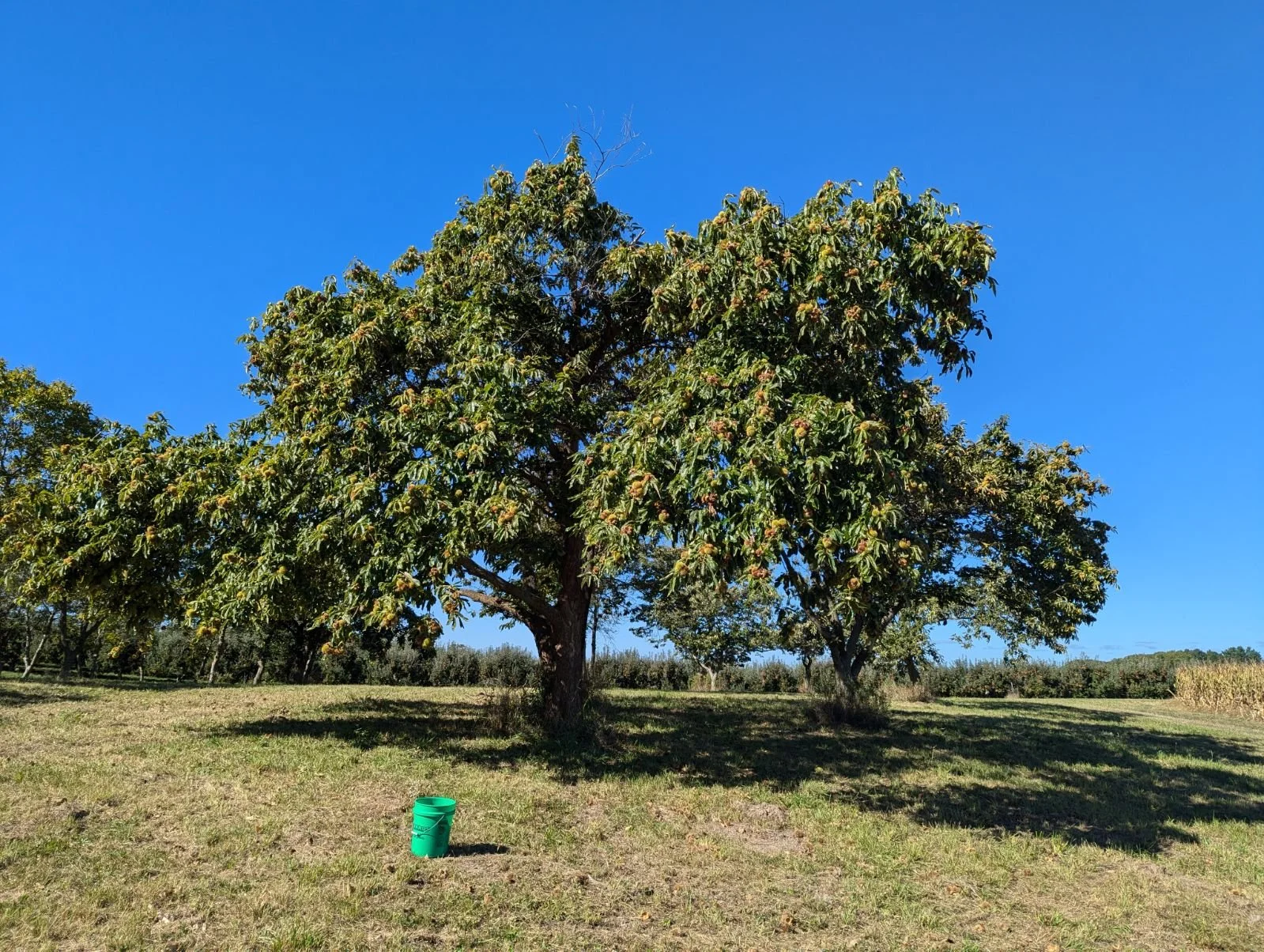 4pk Chestnut Trees — Harper Growing Solutions