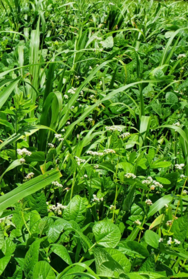 Northwoods Upland Game Bird Blend 25lb