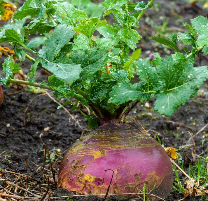 rutabaga.webp