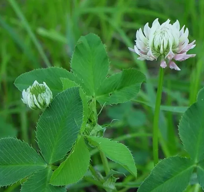 wet-ground-clover-2.webp
