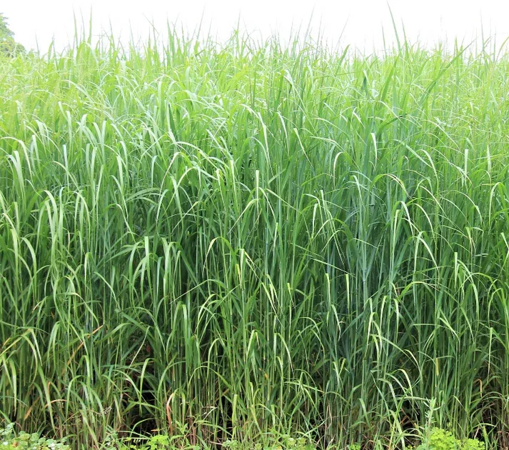 switchgrass_c7b28bbe-e14d-4093-b70c-47cbbcd1159a.webp