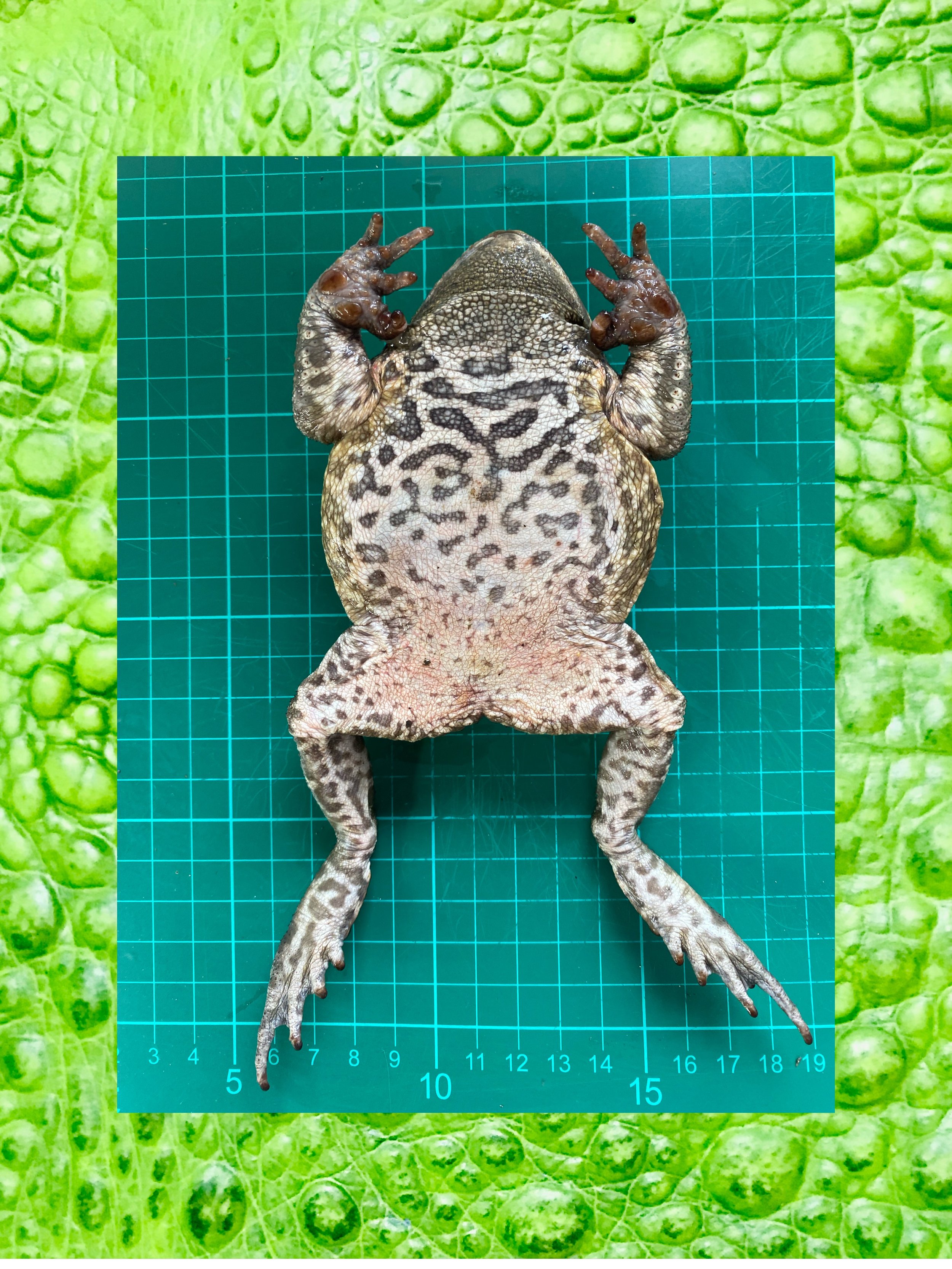 Vermin Journey Belly Pattern On Frozen Toad .jpg