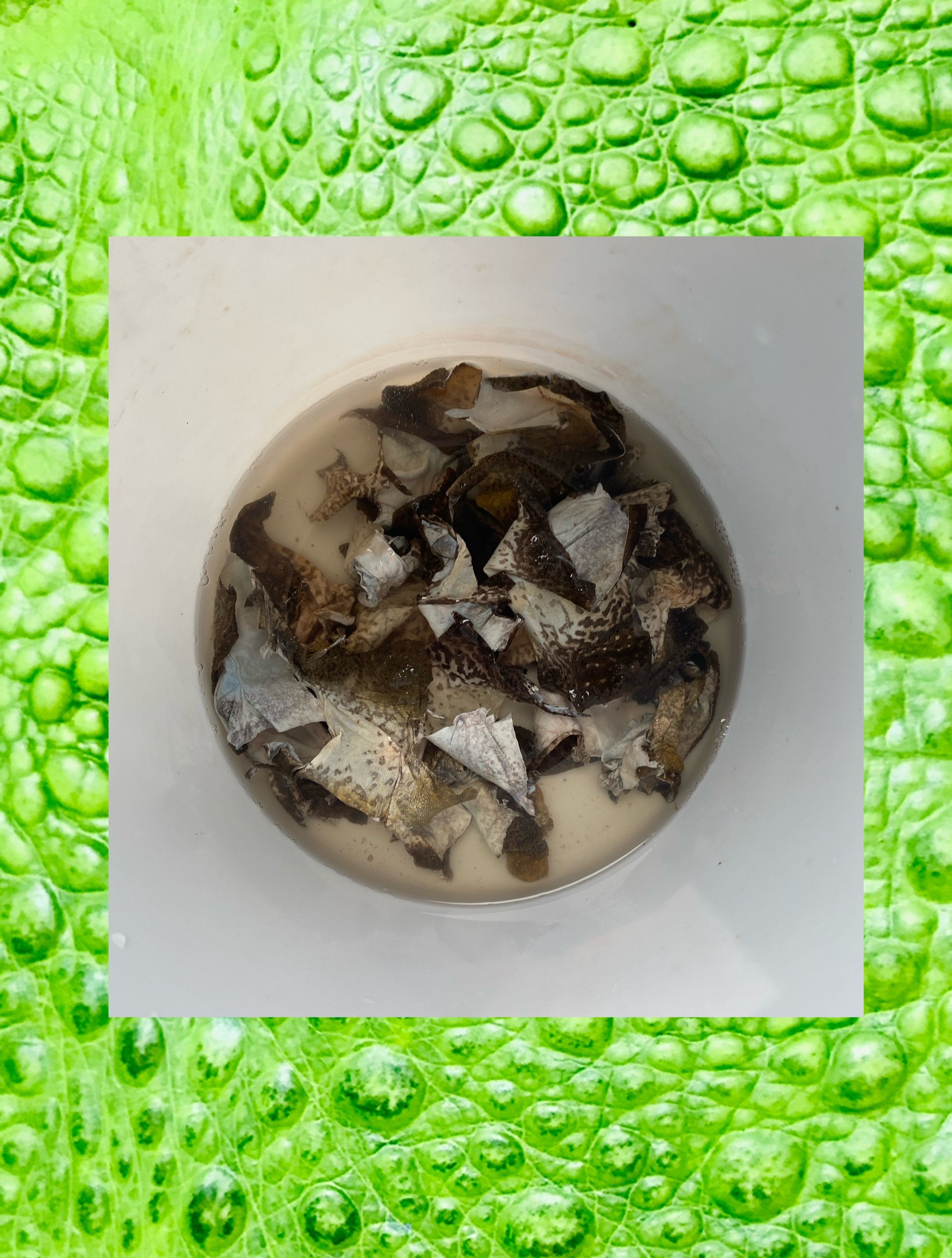 Vermin Journey Bucket of Toad Skins Defrosting .jpg