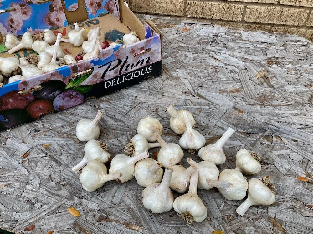 processed garlic bulbs on a table