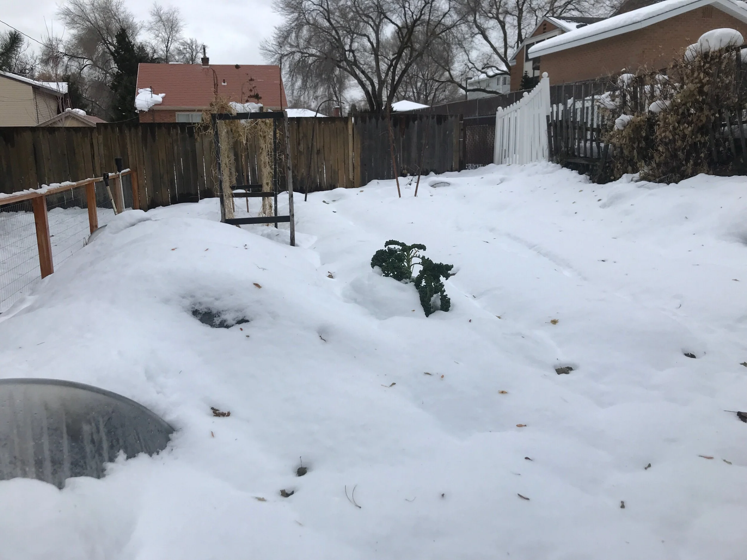 Garden Update: January 2020