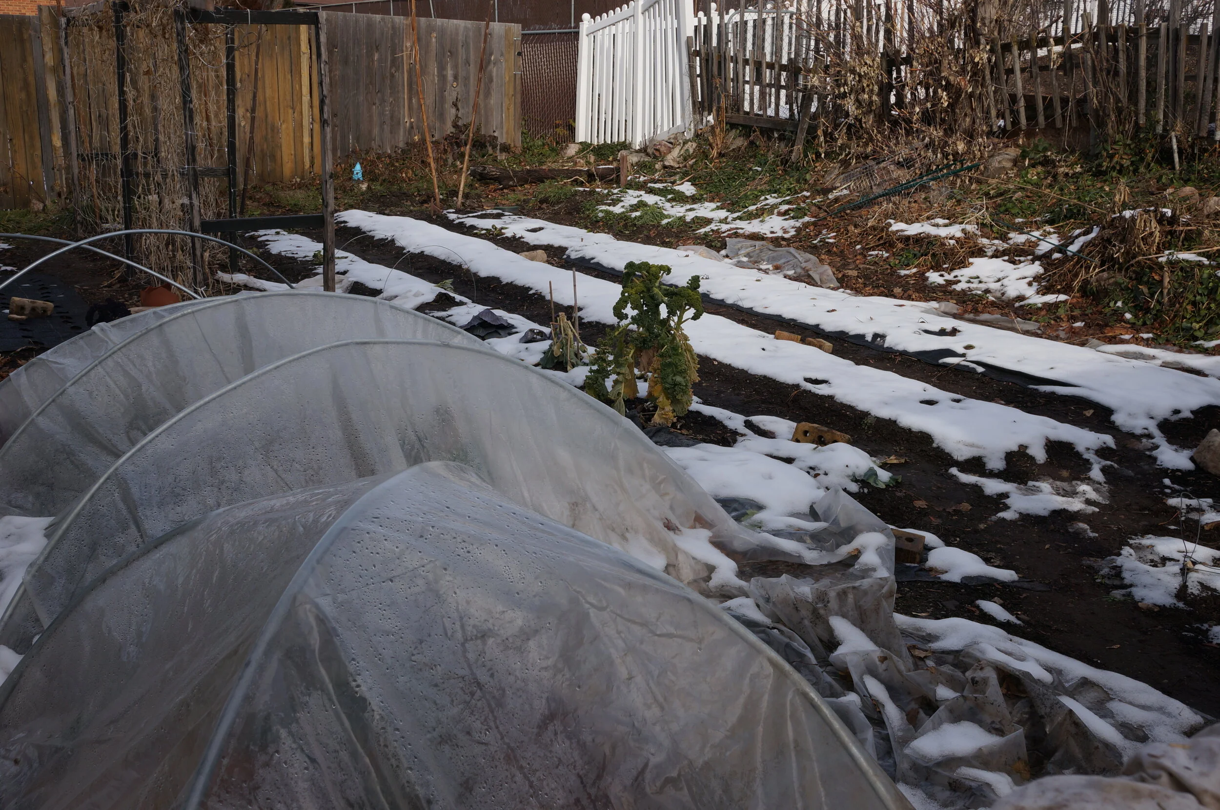 Garden Update: February 2020