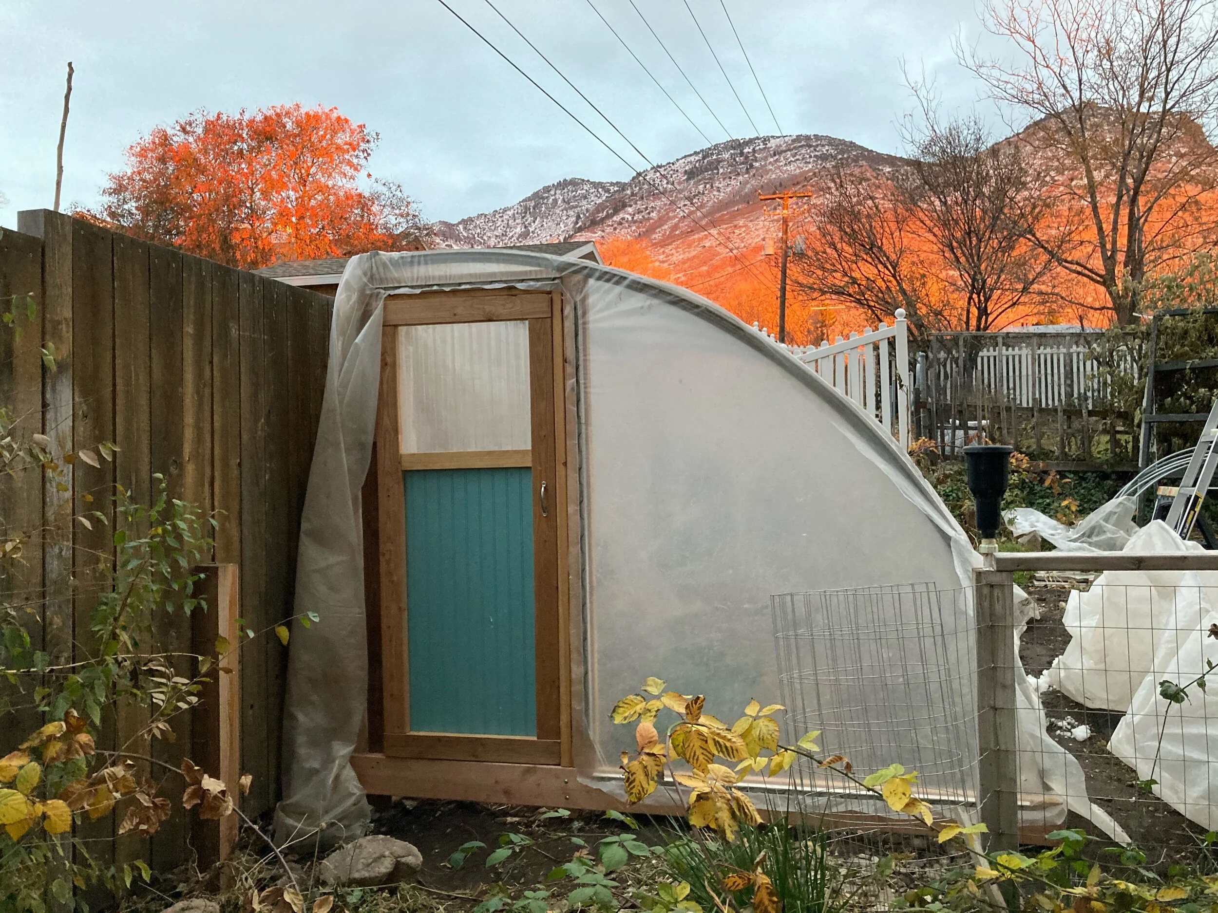 Garden Update: November 2020