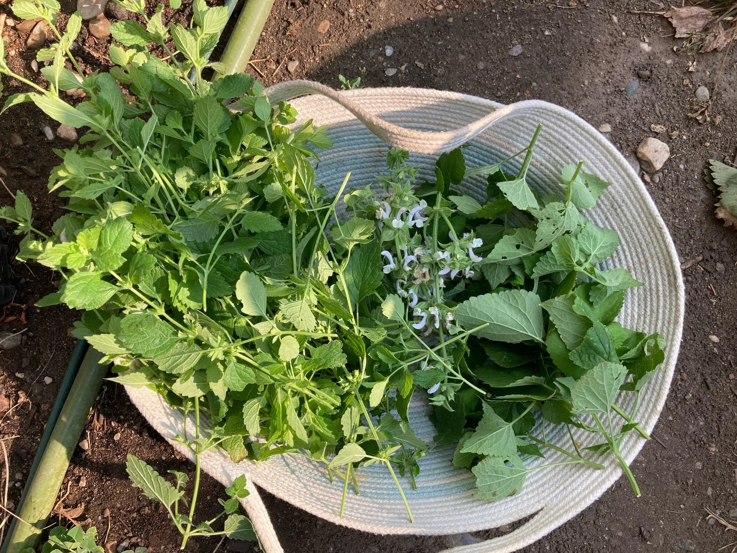 Harvesting and Drying Herbs