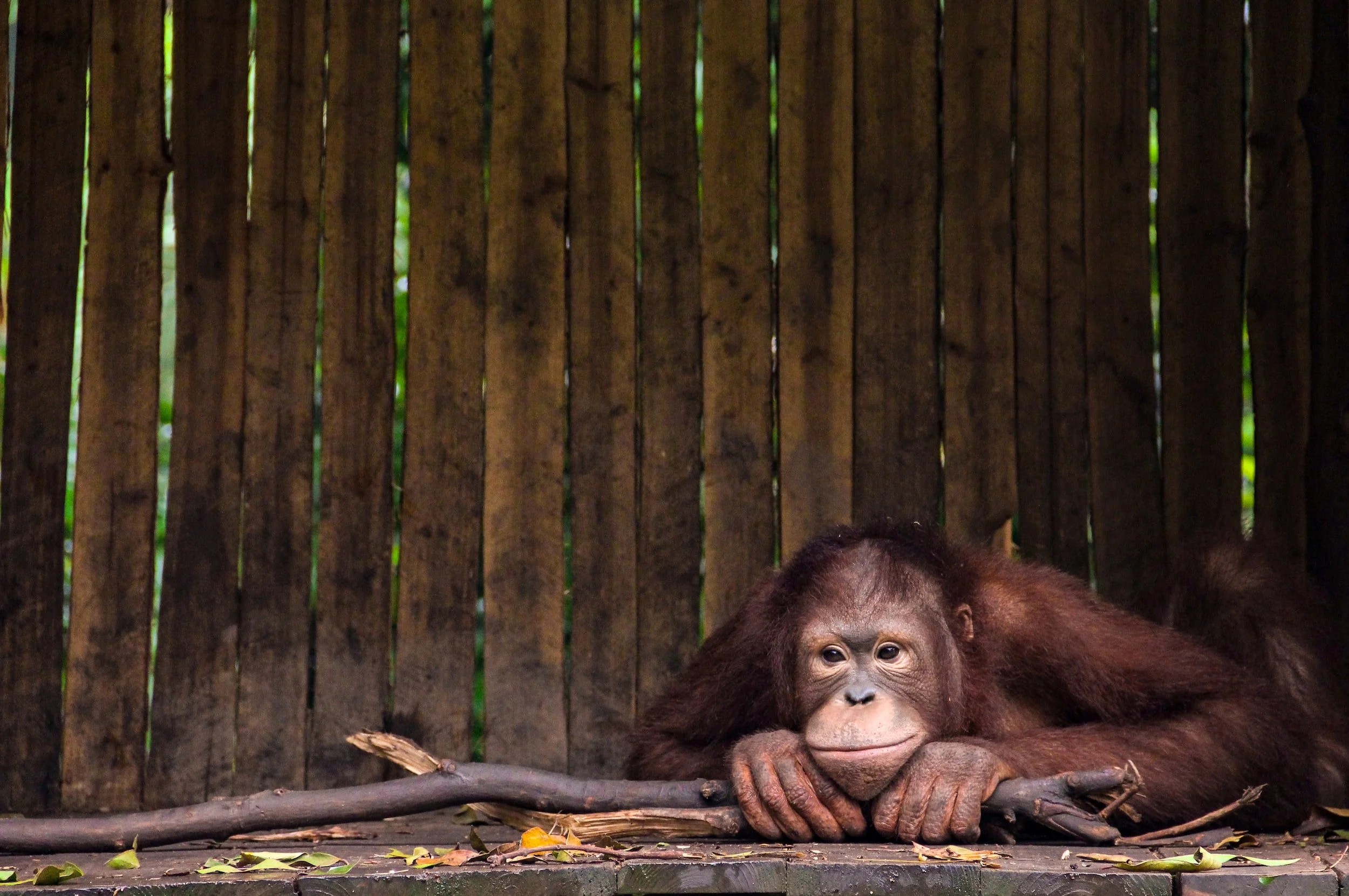 Let’s Talk About Orangutans