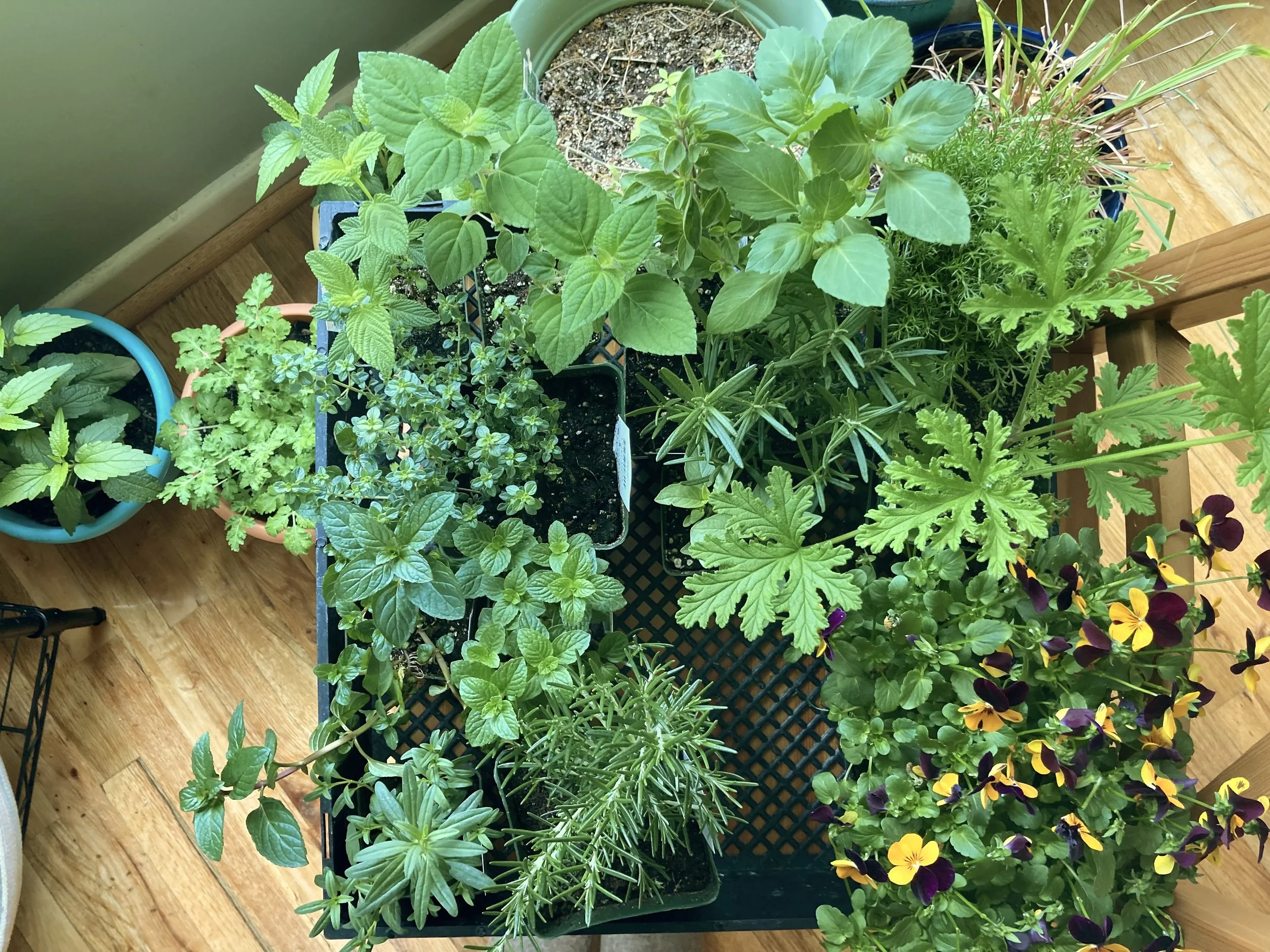 Some Women Buy Shoes Others Buy Plants