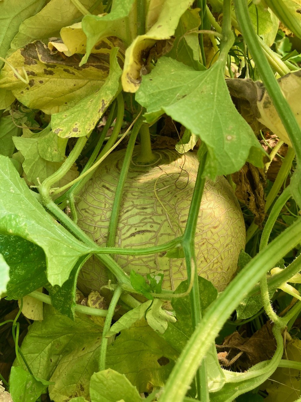 Sarah's Choice melon| nettlesome.life