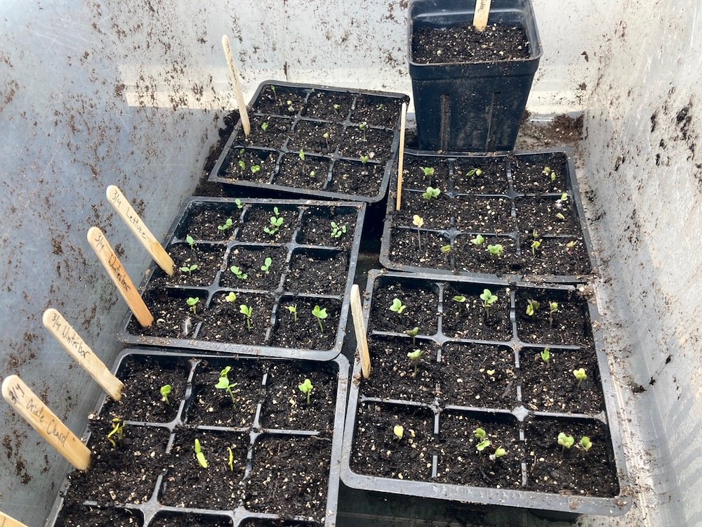 nine celled seedling trays| nettlesome.life