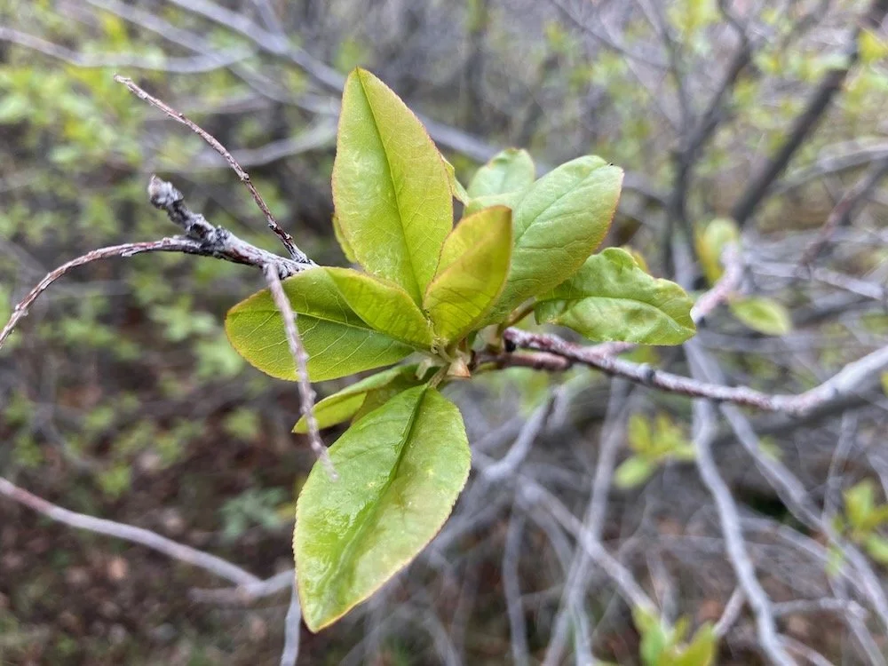 choke cherry leaves