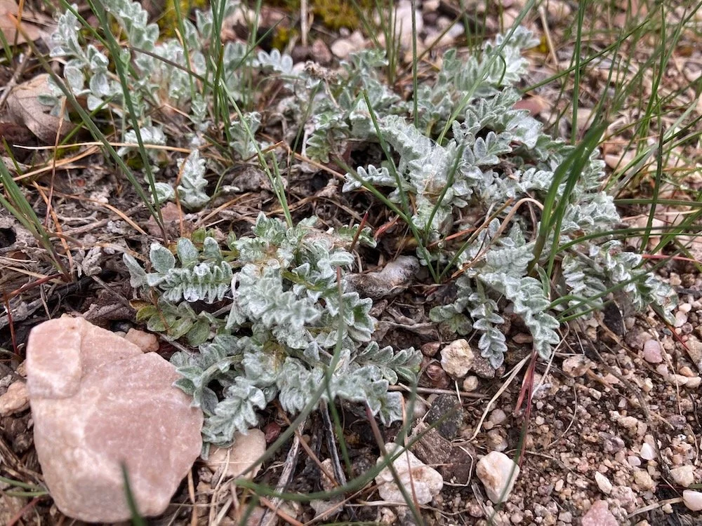 wild astragalus before blooming