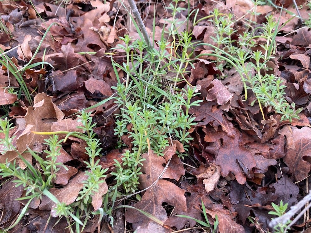 cleavers or bedstraw
