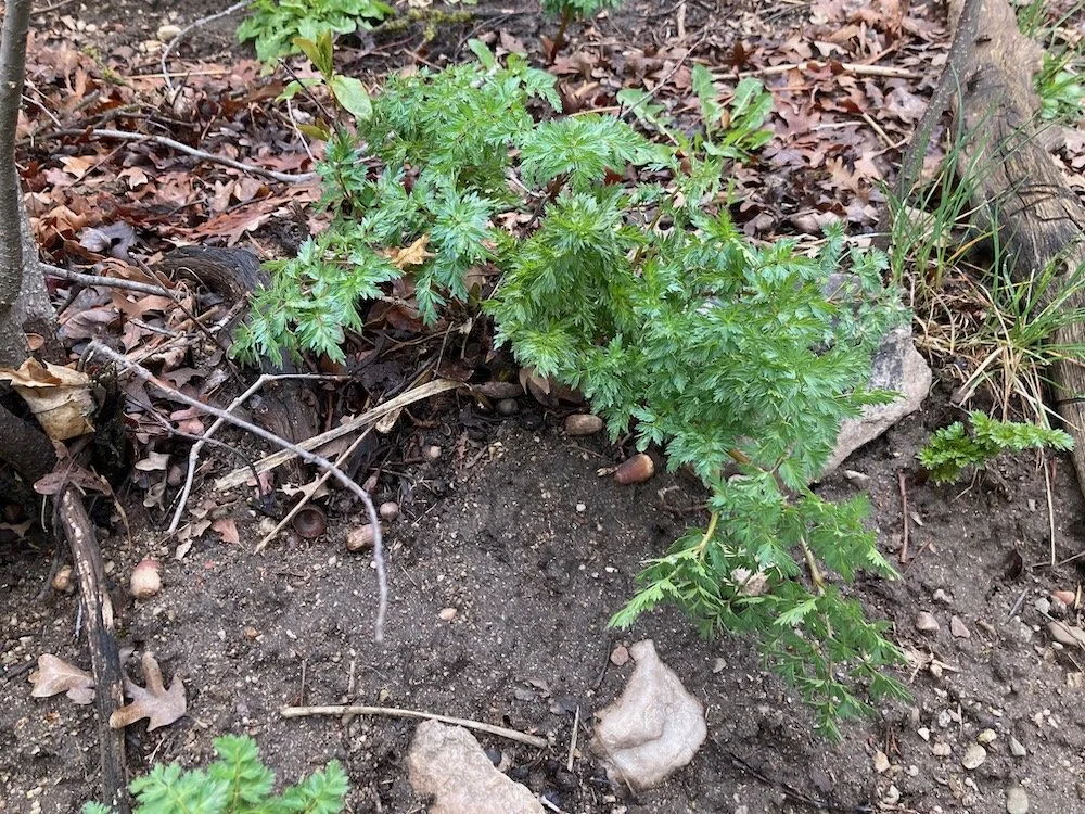 lomatium