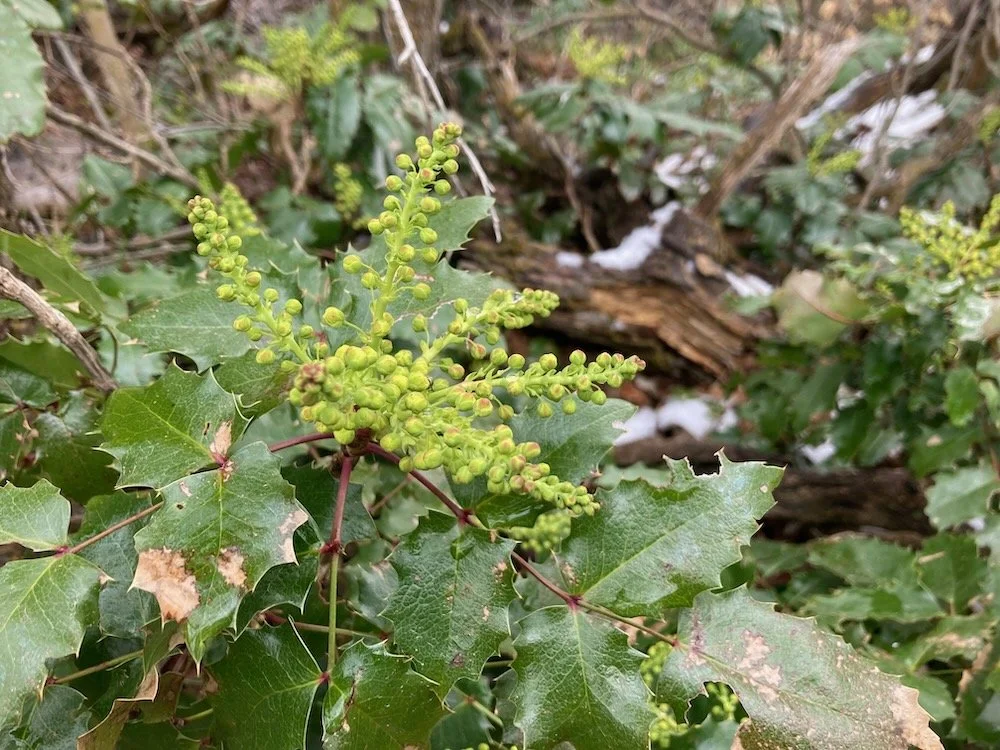 Oregon grape 