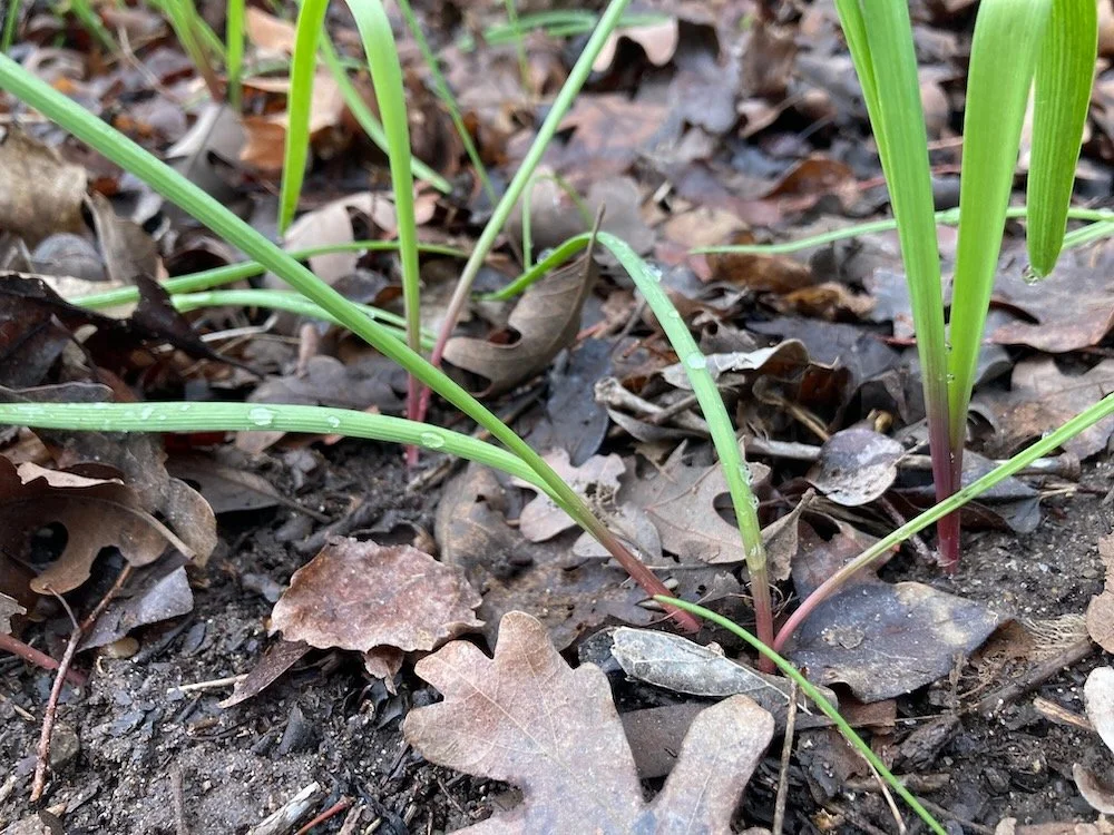 wild onions